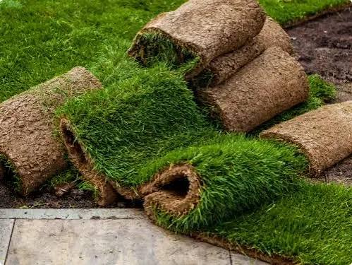 Natural grass turf rolls ready for lawn installation in Dubai